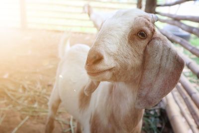 Close-up of cow in pen