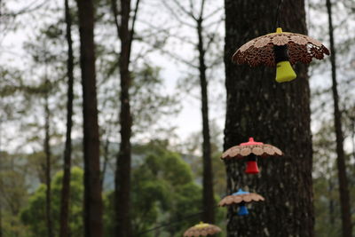 Close-up of mushroom growing on tree trunk