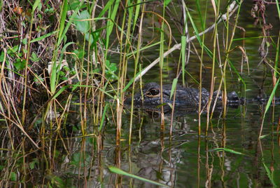 View of duck swimming in lake