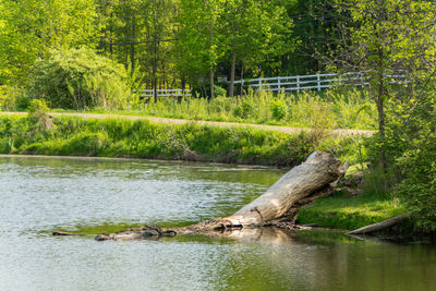 Scenic view of lake in forest