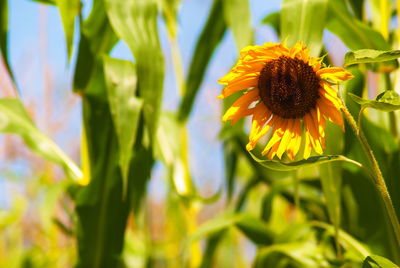 Close-up of sunflower on plant