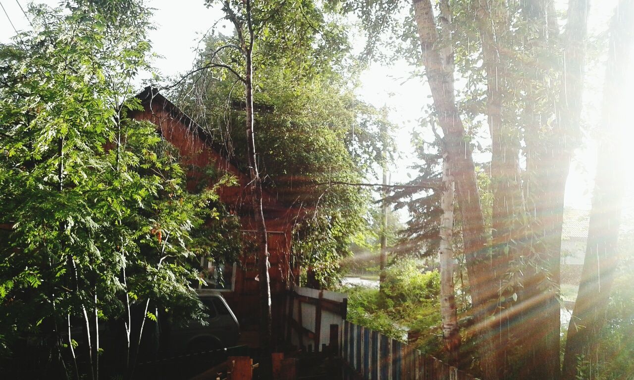 TREES IN GREENHOUSE