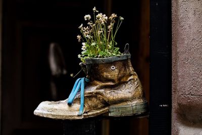 Close-up of potted plant in pot