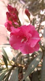 Close-up of pink flowers