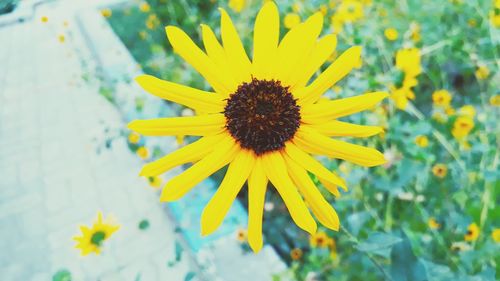 Close-up of yellow flowering plant