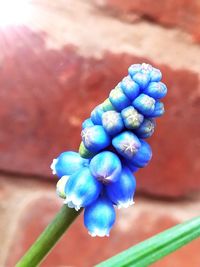 Close-up of blue flowering plant