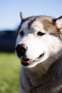 Close-up of dog looking away