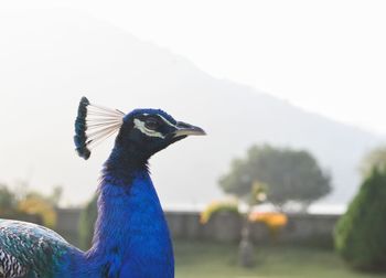 Close-up of peacock