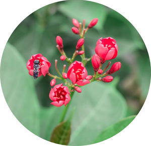 Close-up of red flowers