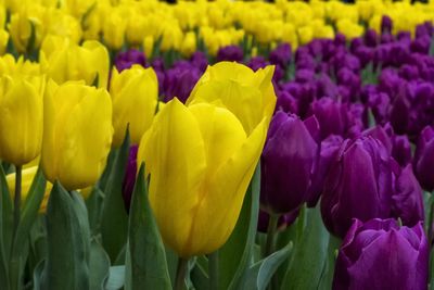 Close-up of yellow tulips blooming outdoors