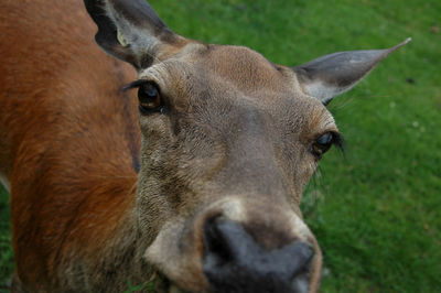 Close-up portrait of horse