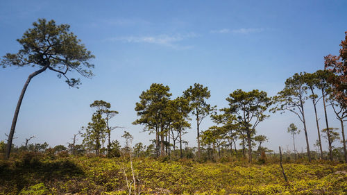 Low angle view of trees in forest against sky