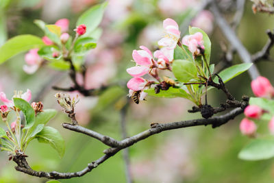 Close-up of pink flowering plant