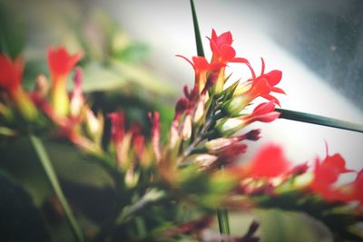 Close-up of red flowers