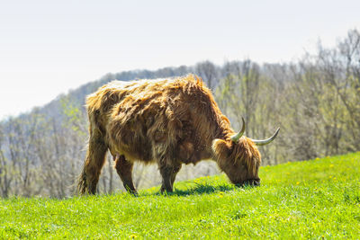 Cow standing on field against sky