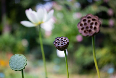 Close-up of white flowering plant