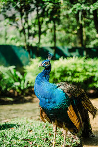 Close-up of a peacock