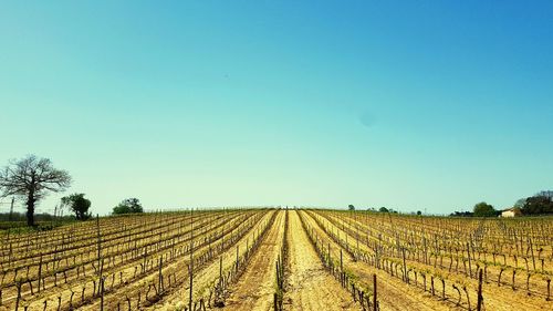 Scenic view of agricultural field against clear sky