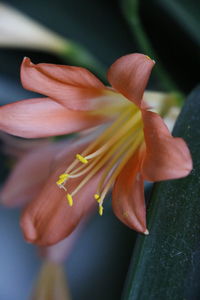 Close-up of flower