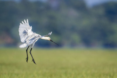 Bird flying in a field