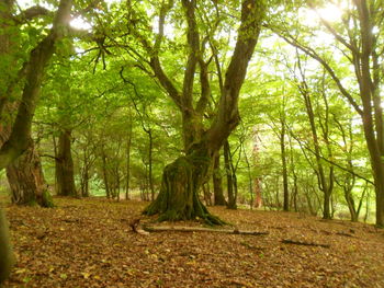 Trees in forest