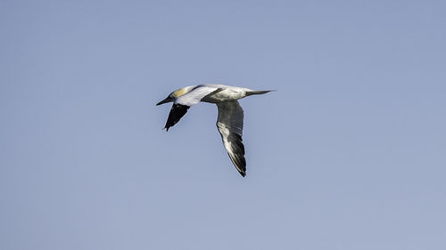 Low angle view of bird flying against clear blue sky