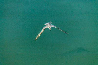 View of seagull flying