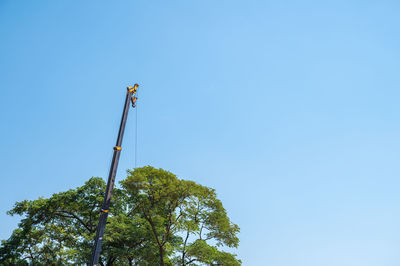 Low angle view of plant against clear blue sky