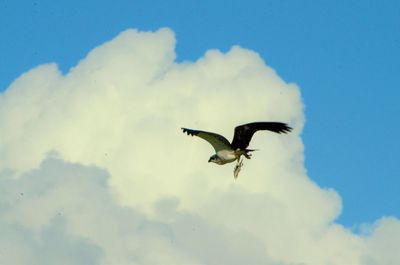 Low angle view of bird flying against sky