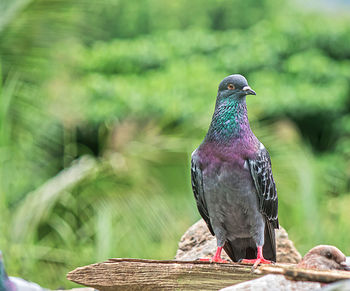 Close-up of pigeon perching on wood