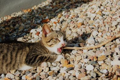 High angle view of cat with mouth open lying on rocks