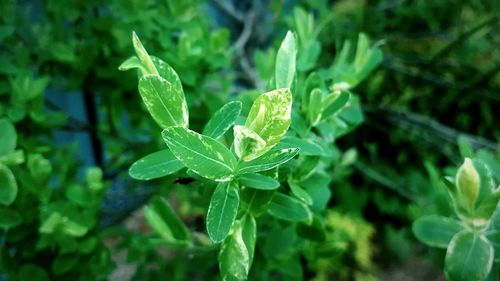 Close-up of green plant