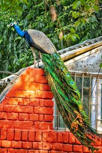 Close-up of peacock perching on stone wall