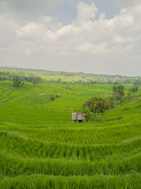 Scenic view of agricultural field against sky