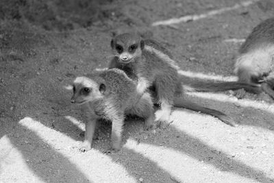 High angle view of monkeys