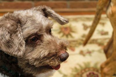 Close-up portrait of dog