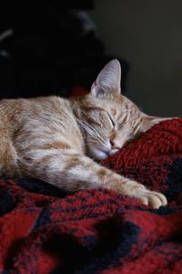 Orange kitten sleeping