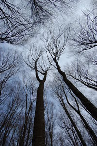 Low angle view of bare trees against sky