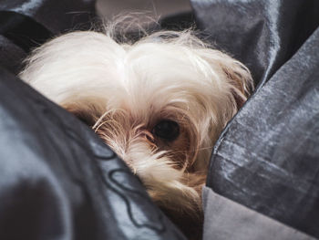 Close-up of a dog