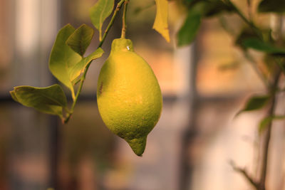 Close-up of fruits hanging on tree