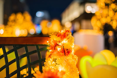 Close-up of yellow flowering plant at night