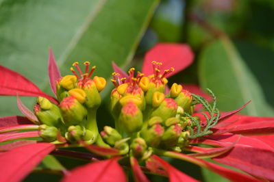 Close-up of pink flower