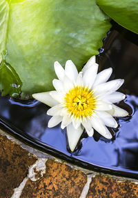 High angle view of water lily blooming outdoors