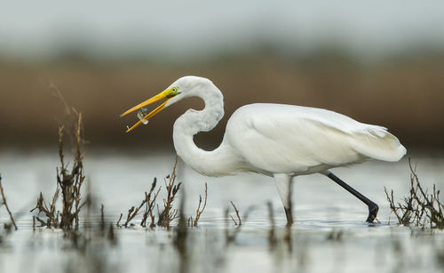 Close-up of white bird against lake