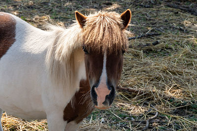 View of a horse on field