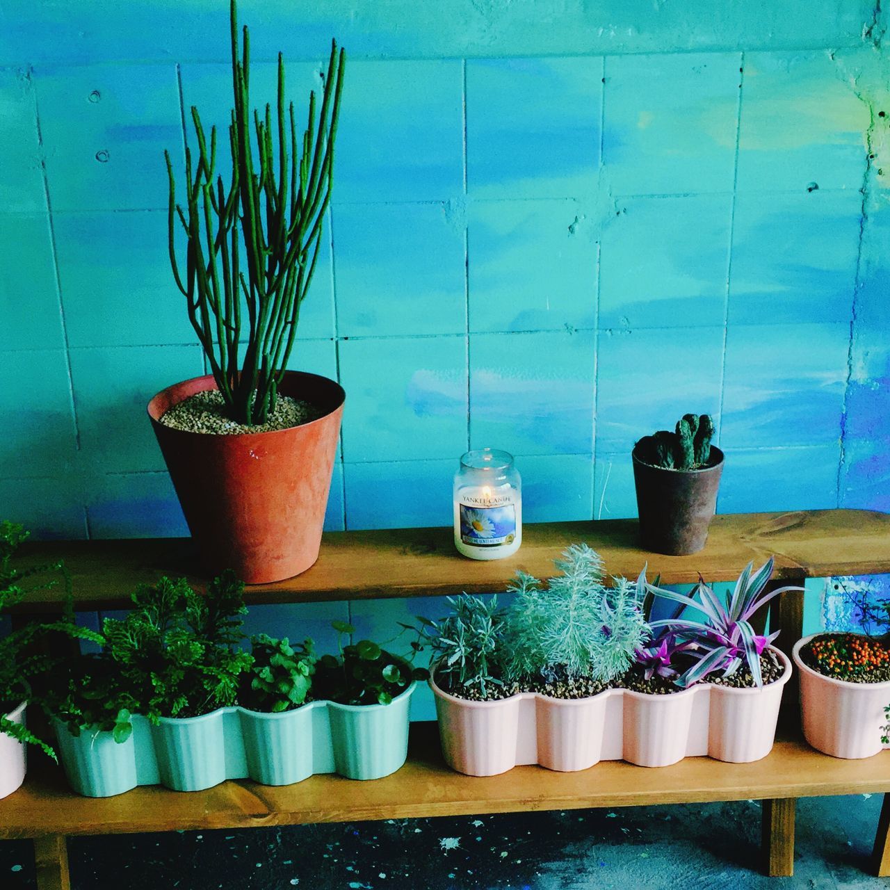 potted plant, blue, plant, wall - building feature, container, growth, metal, no people, day, close-up, still life, wall, flower pot, table, side by side, outdoors, wood - material, arrangement, sunlight, hanging