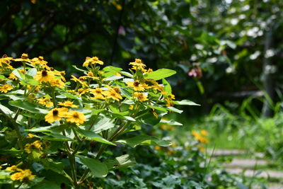 Close-up of yellow flowering plant