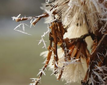 Close-up of frost on dried plant