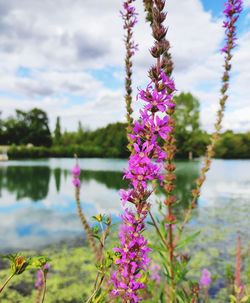 Close-up of pink flowering plants by lake against sky