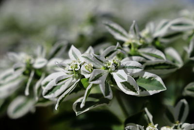 Close-up of white flowering plant